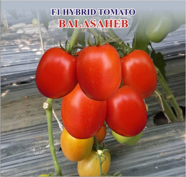 Hybrid Tomato ( Balasaheb)